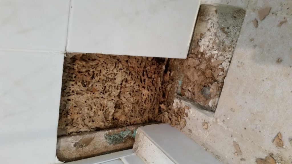 termite nest in the wall